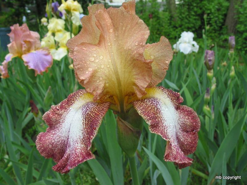 Photo of Tall Bearded Iris (Iris 'Siva Siva') uploaded by MargieNY
