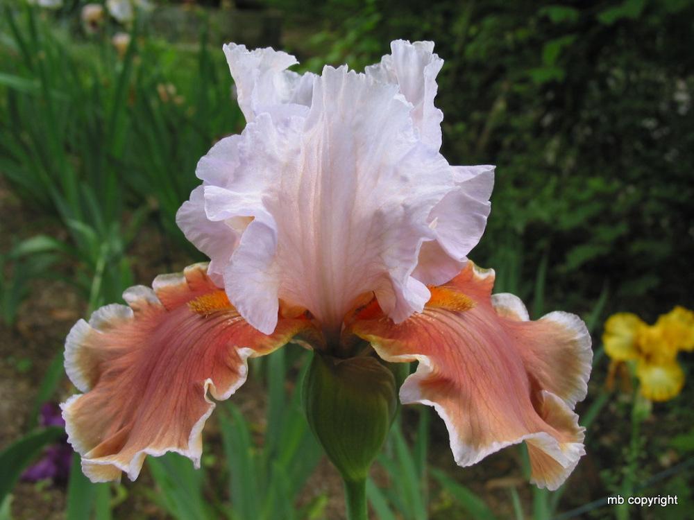 Photo of Tall Bearded Iris (Iris 'Magharee') uploaded by MargieNY