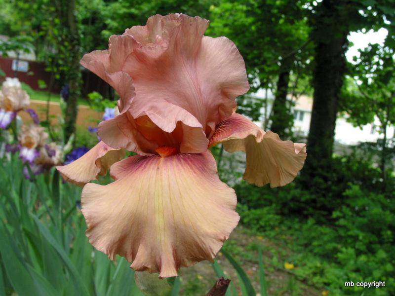 Photo of Tall Bearded Iris (Iris 'Stratagem') uploaded by MargieNY