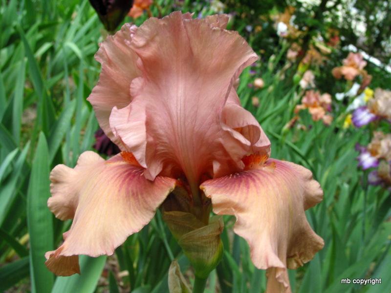 Photo of Tall Bearded Iris (Iris 'Stratagem') uploaded by MargieNY