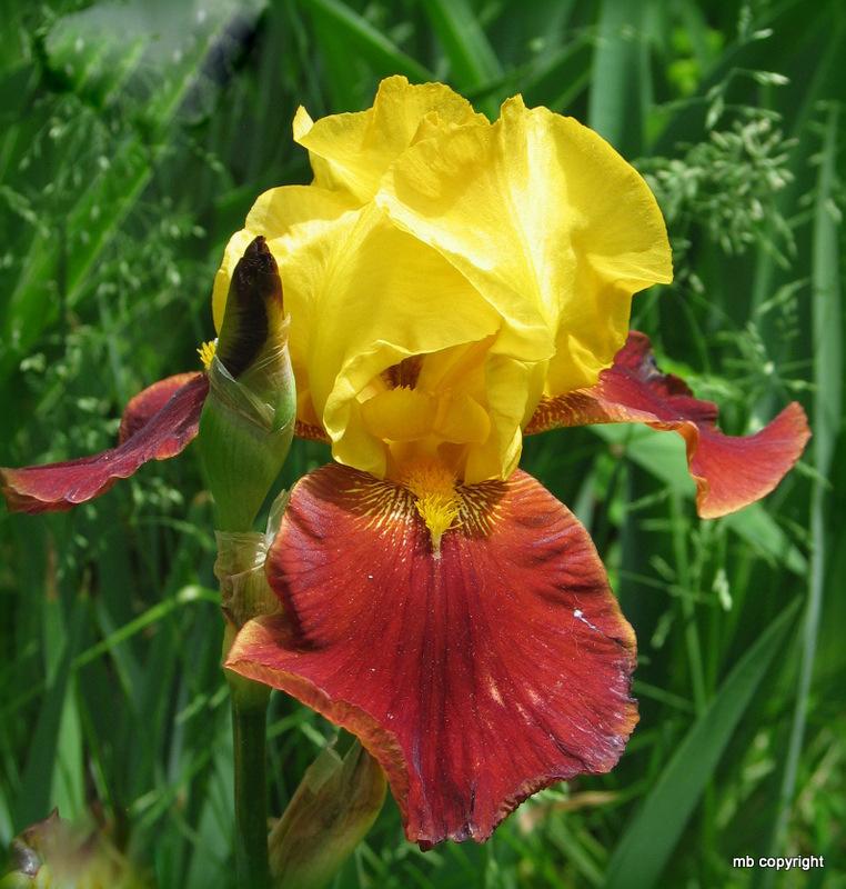 Photo of Tall Bearded Iris (Iris 'Taco Supreme') uploaded by MargieNY