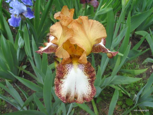 Photo of Tall Bearded Iris (Iris 'Siva Siva') uploaded by MargieNY