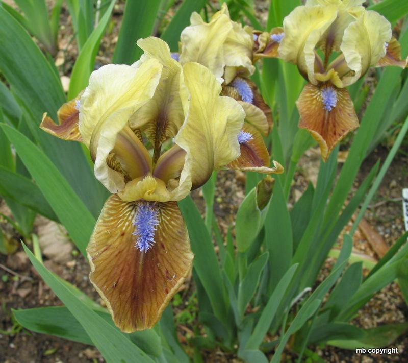 Photo of Standard Dwarf Bearded Iris (Iris 'Indian Pow Wow') uploaded by MargieNY