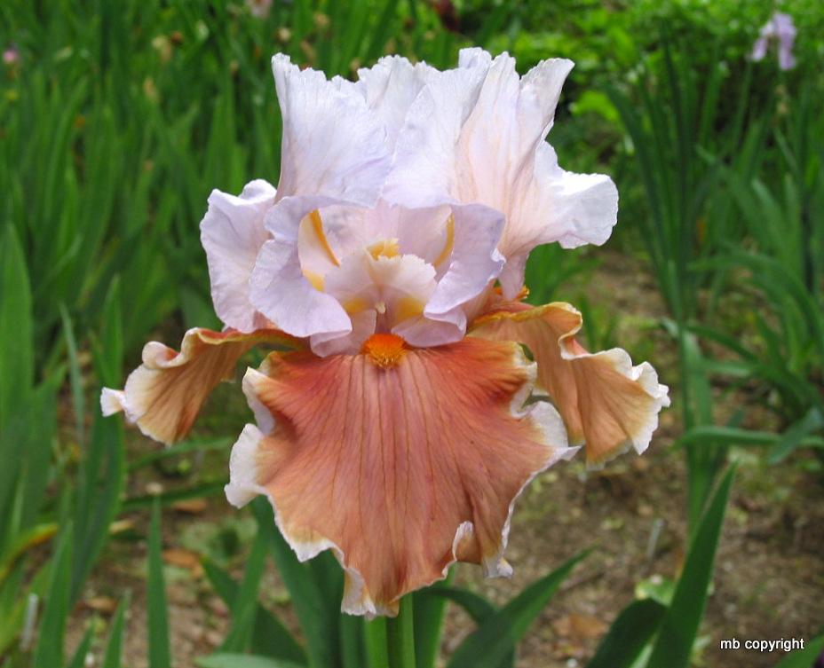 Photo of Tall Bearded Iris (Iris 'Magharee') uploaded by MargieNY