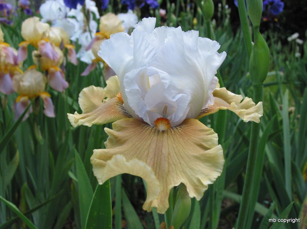 Photo of Tall Bearded Iris (Iris 'Lover's Lane') uploaded by MargieNY