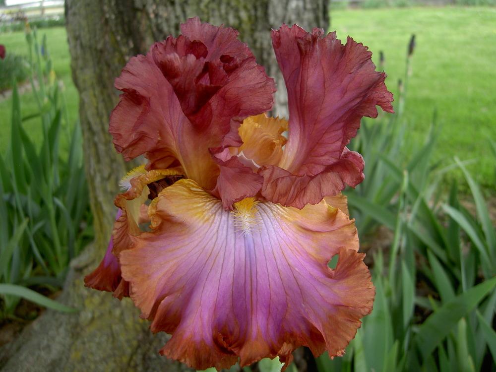 Photo of Tall Bearded Iris (Iris 'World of Color') uploaded by Muddymitts