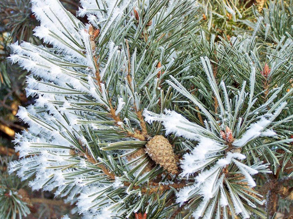 Photo of Austrian Pine (Pinus nigra) uploaded by TBGDN