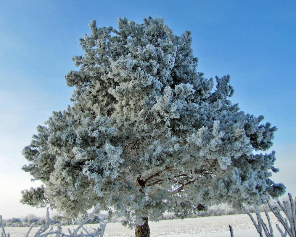 Photo of Austrian Pine (Pinus nigra) uploaded by TBGDN