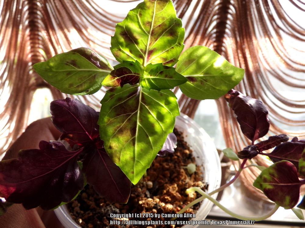 Photo of Basil (Ocimum basilicum 'Purple Ruffles') uploaded by TexasPlumeria87