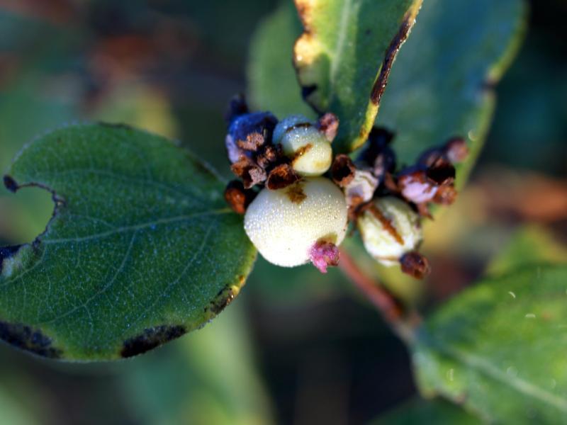 Photo of Western snowberry (Symphoricarpos occidentalis) uploaded by admin