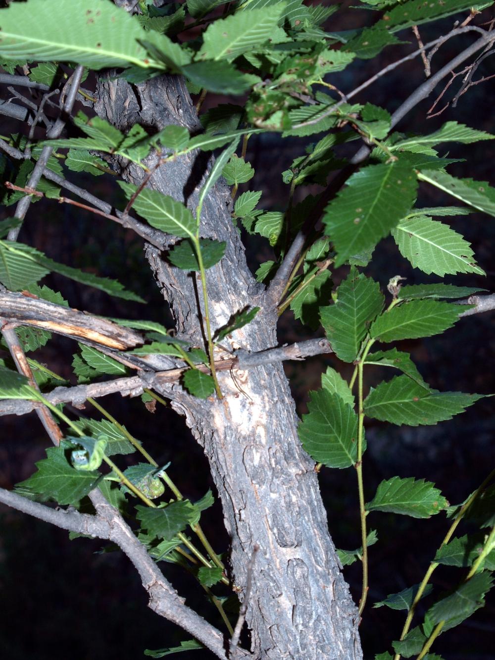 Photo of American Elm (Ulmus americana) uploaded by admin