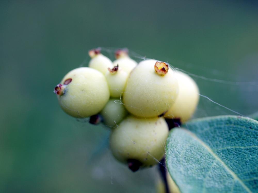 Photo of Common Snowberry (Symphoricarpos albus) uploaded by admin