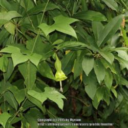 Location: rainforest, Paraty, Brazil
Date: 2015-02-06
Growing by the river..