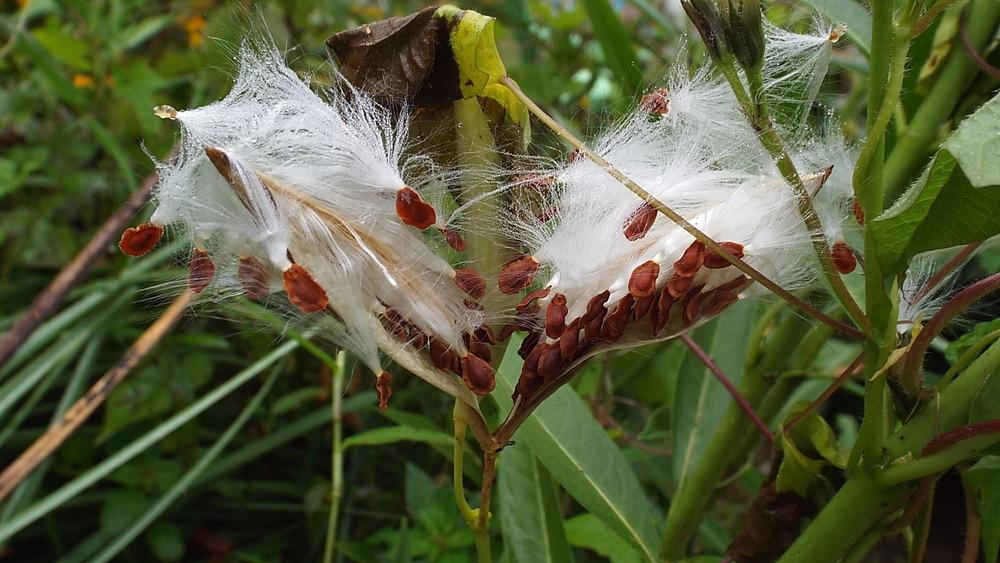 Photo of Tropical Milkweed (Asclepias curassavica) uploaded by poisondartfrog