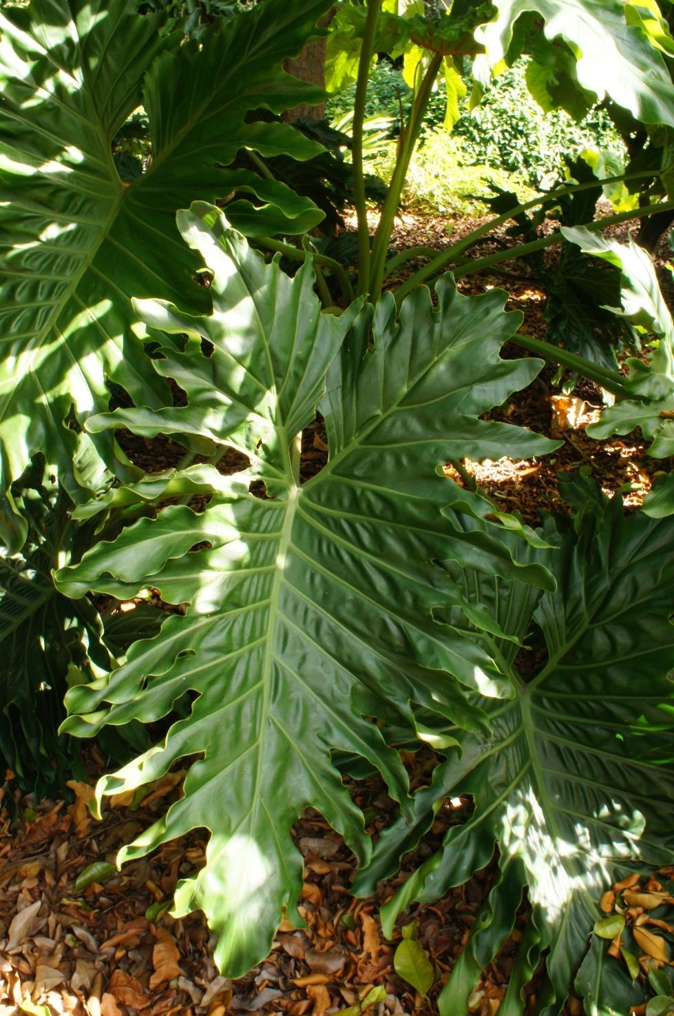Photo of Tree Philodendron (Philodendron 'Evansii') uploaded by skylark