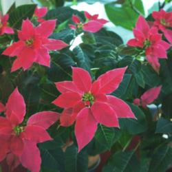 Location: Jersey City, NJ
Date: 2014-11-26
my indoor grown poinsettia in bloom - no boxing was done.