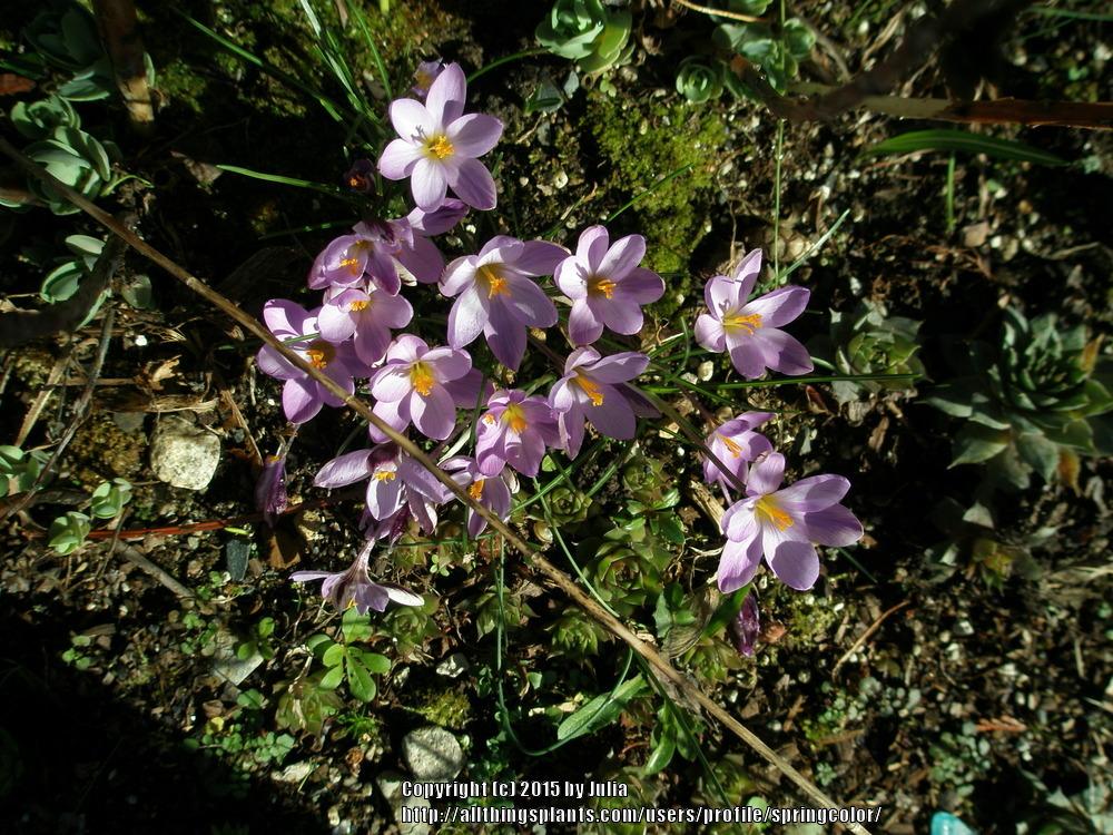 Photo of Crocus uploaded by springcolor