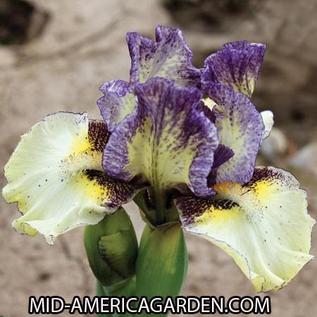 Photo of Standard Dwarf Bearded Iris (Iris 'Short Film') uploaded by Calif_Sue
