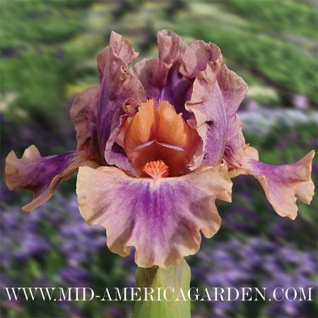 Photo of Standard Dwarf Bearded Iris (Iris 'Love Spell') uploaded by Calif_Sue