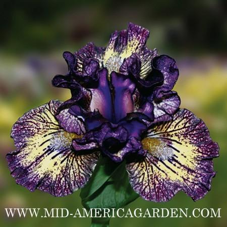 Photo of Miniature Dwarf Bearded Iris (Iris 'Stripe Three') uploaded by Calif_Sue