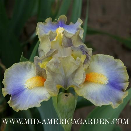 Photo of Standard Dwarf Bearded Iris (Iris 'My Cher') uploaded by Calif_Sue