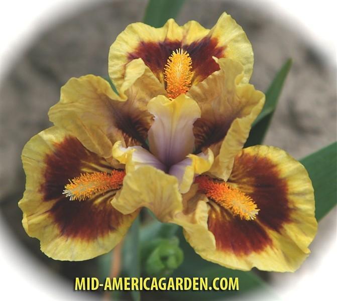 Photo of Standard Dwarf Bearded Iris (Iris 'Paint Pots') uploaded by Calif_Sue