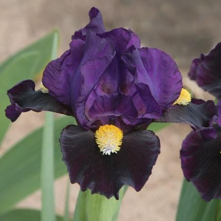 Photo of Standard Dwarf Bearded Iris (Iris 'Ping') uploaded by Calif_Sue