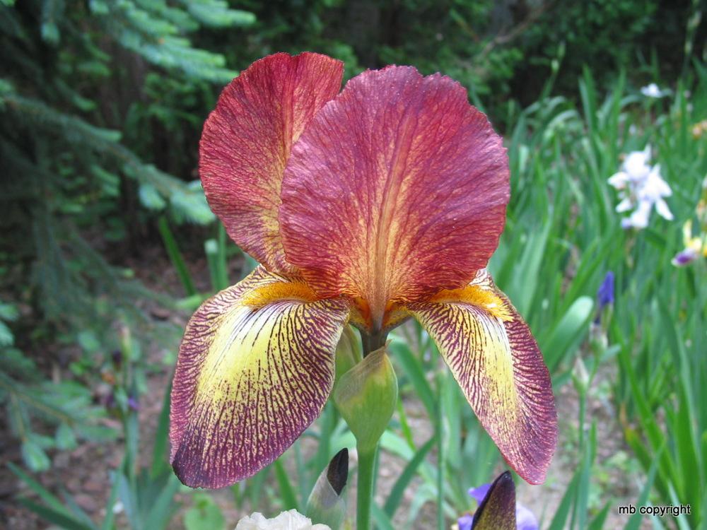 Photo of Tall Bearded Iris (Iris 'Tropical Butterfly') uploaded by MargieNY