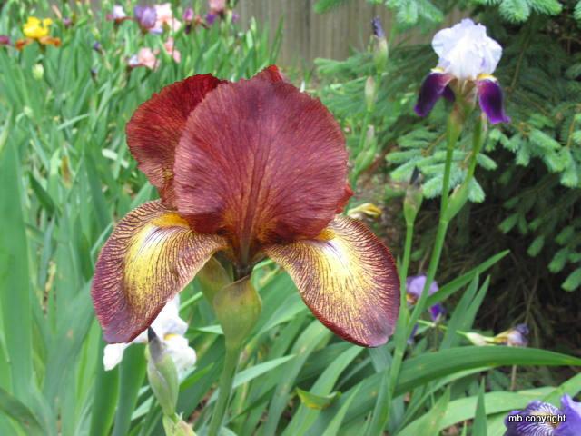 Photo of Tall Bearded Iris (Iris 'Tropical Butterfly') uploaded by MargieNY