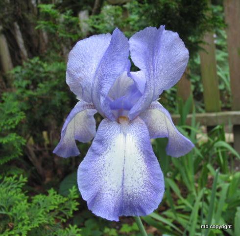 Photo of Tall Bearded Iris (Iris 'Blue Shimmer') uploaded by MargieNY