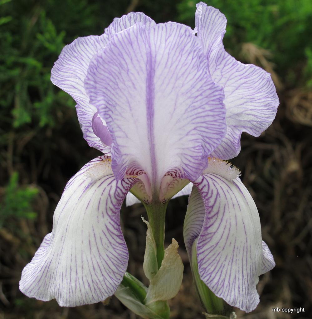 Photo of Tall Bearded Iris (Iris 'True Delight') uploaded by MargieNY