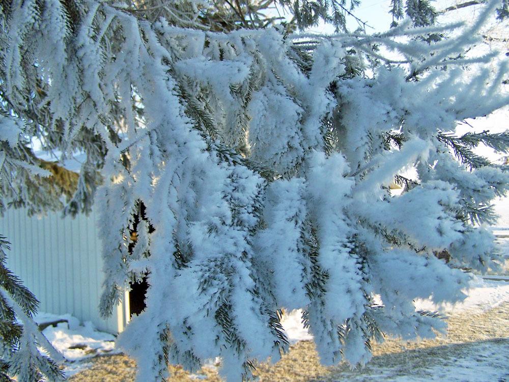 Photo of White Spruce (Picea glauca) uploaded by TBGDN