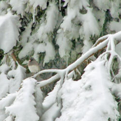 Location: My Gardens
Date: March 12, 2014
A Junco Finds Shelter In Snow Covered Branches