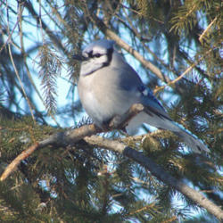Location: My Gardens
Date: February 7, 2014
A Blue Jay Rests In the Branches #Birds