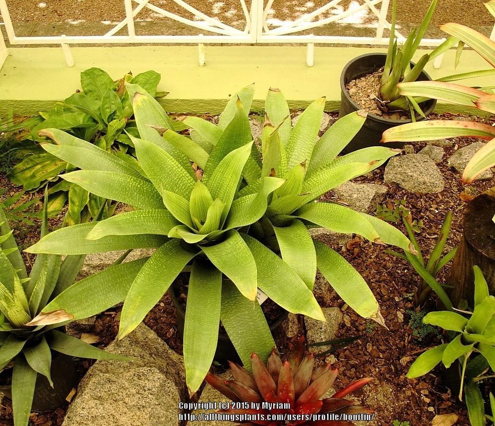 Photo of Bromeliad (Vriesea gigantea) uploaded by bonitin