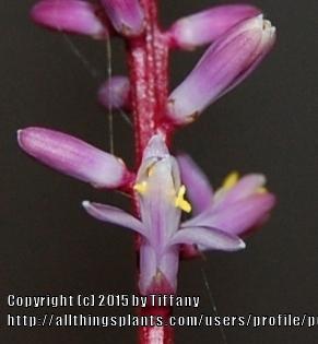 Photo of Ti Plant (Cordyline fruticosa) uploaded by purpleinopp