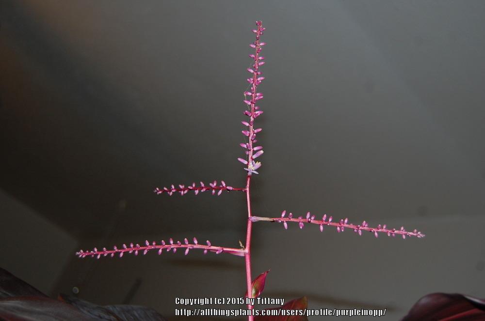 Photo of Ti Plant (Cordyline fruticosa) uploaded by purpleinopp