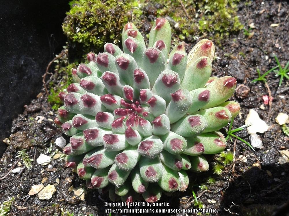 Photo of Hen and Chicks (Sempervivum calcareum 'Grigg's Surprise') uploaded by snarfie