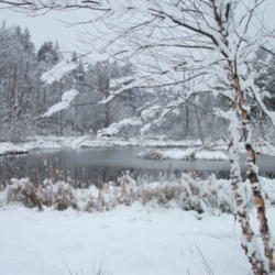 Location: Cedarhome, Washington
Date: 2011-02-23
Winter snow with pond in background
