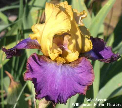Photo of Tall Bearded Iris (Iris 'Bold Accent') uploaded by Calif_Sue