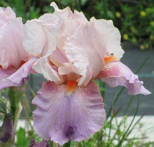 Photo of Tall Bearded Iris (Iris 'Berry Blush') uploaded by Calif_Sue
