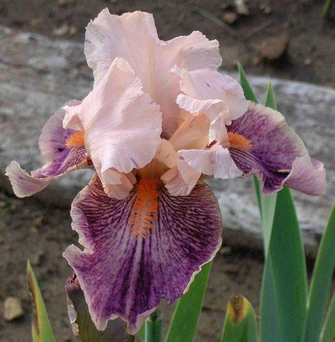 Photo of Border Bearded Iris (Iris 'Bit o' Magic') uploaded by Calif_Sue