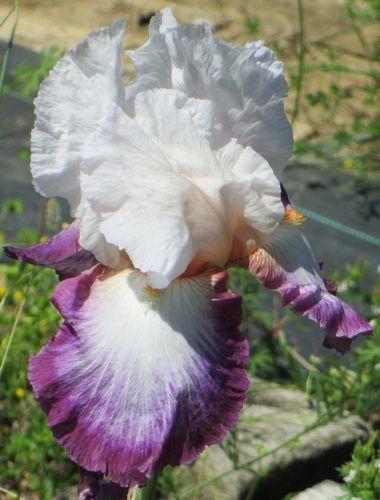 Photo of Tall Bearded Iris (Iris 'Bold Fashion') uploaded by Calif_Sue