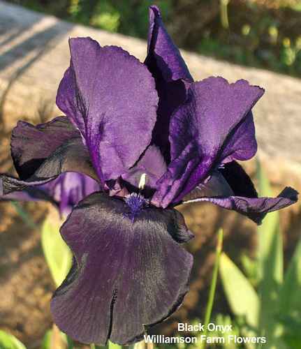 Photo of Tall Bearded Iris (Iris 'Black Onyx') uploaded by Calif_Sue