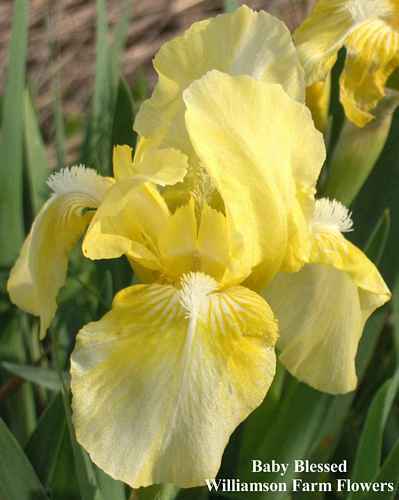 Photo of Standard Dwarf Bearded Iris (Iris 'Baby Blessed') uploaded by Calif_Sue