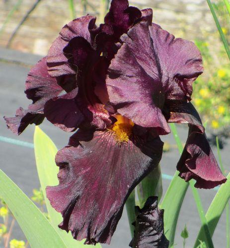 Photo of Tall Bearded Iris (Iris 'Black Fantasy') uploaded by Calif_Sue