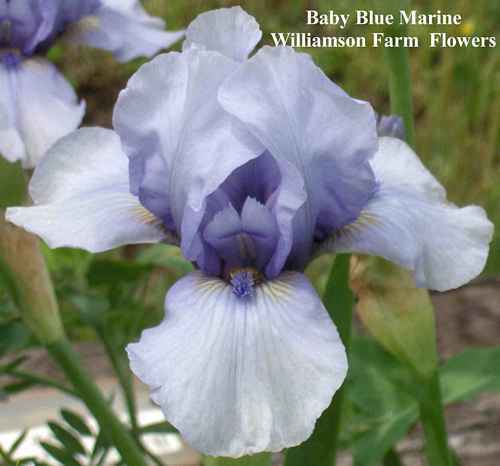 Photo of Intermediate Bearded Iris (Iris 'Baby Blue Marine') uploaded by Calif_Sue