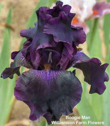 Photo of Tall Bearded Iris (Iris 'Boogie Man') uploaded by Calif_Sue