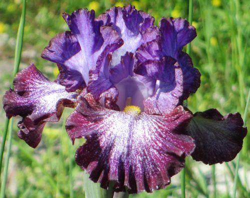 Photo of Tall Bearded Iris (Iris 'Ball of Confusion') uploaded by Calif_Sue