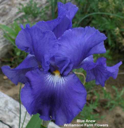 Photo of Tall Bearded Iris (Iris 'Blue Anew') uploaded by Calif_Sue